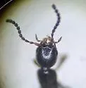 Neobisnius senilis - photo 2