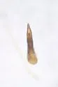 Neobisnius senilis - photo 5