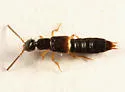 Neobisnius sobrinus - photo 2