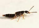 Neobisnius sobrinus - photo 3