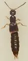 Neobisnius sobrinus - photo 4