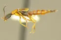 Neobisnius terminalis