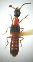 Neobisnius terminalis - photo 3
