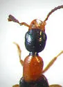 Neobisnius terminalis - photo 4