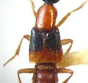 Neobisnius terminalis - photo 5
