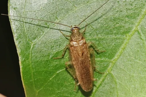 Neoblattella detersa