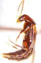 Neobolitobius varians - photo 2