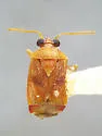 Neoborella tumida