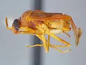 Neoborella tumida - photo 2