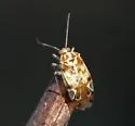 Neoborops vigilax - photo 2