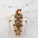 Neoborops vigilax - photo 4