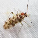 Neoborops vigilax - photo 5