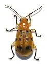 Neobrotica pluristicta
