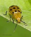 Neobrotica pluristicta - photo 2