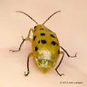 Neobrotica pluristicta - photo 3
