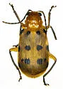 Neobrotica pluristicta - photo 4