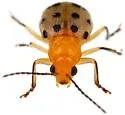 Neobrotica pluristicta - photo 5