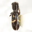 Neocallotillus elegans - photo 2