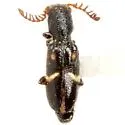 Neocallotillus elegans - photo 3