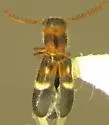 Neocallotillus elegans - photo 4