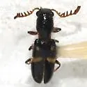 Neocallotillus elegans - photo 5
