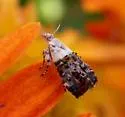 Neocaloreas leucobasis - Hodges#2641