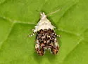 Neocaloreas leucobasis - Hodges#2641 - photo 4