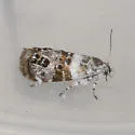Neocaloreas multimarginata - Hodges#2640