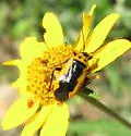 Neocapsus fasciativentris