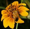 Neocapsus fasciativentris - photo 2