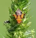 Neocapsus fasciativentris - photo 3