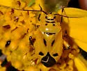 Neocapsus fasciativentris - photo 4
