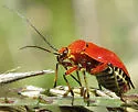 Neocapsus fasciativentris - photo 5