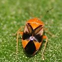Neocapsus leviscutatus - photo 2