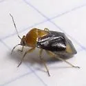 Neocapsus leviscutatus - photo 3