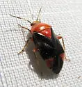 Neocapsus leviscutatus - photo 4