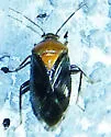 Neocapsus leviscutatus - photo 5