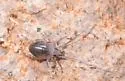 Neocarus texanus - photo 2