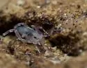 Neocarus texanus - photo 3