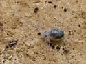 Neocarus texanus - photo 4