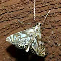 Scrollwork Pyralid Moth - Hodges#4743 - photo 2