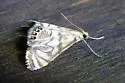 Scrollwork Pyralid Moth - Hodges#4743 - photo 3