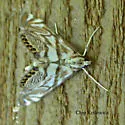 Scrollwork Pyralid Moth - Hodges#4743 - photo 4