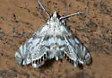 Scrollwork Pyralid Moth - Hodges#4743 - photo 5