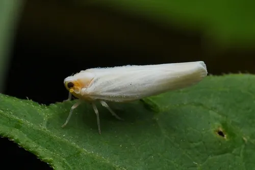 Neocenchrea heidemanni