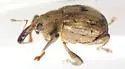 Chevroned Waterhyacinth Weevil - photo 2