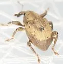 Chevroned Waterhyacinth Weevil - photo 3