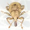 Chevroned Waterhyacinth Weevil - photo 4