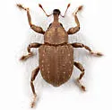 Chevroned Waterhyacinth Weevil - photo 5