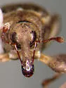 Mottled Waterhyacinth Weevil